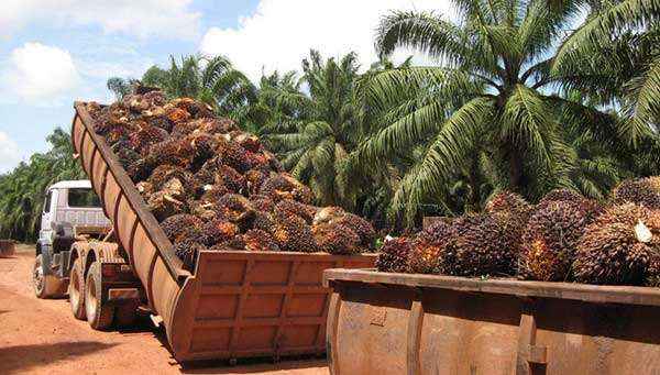 1646029590-oil_palm_biomass PP电子(中国)有限公司官网