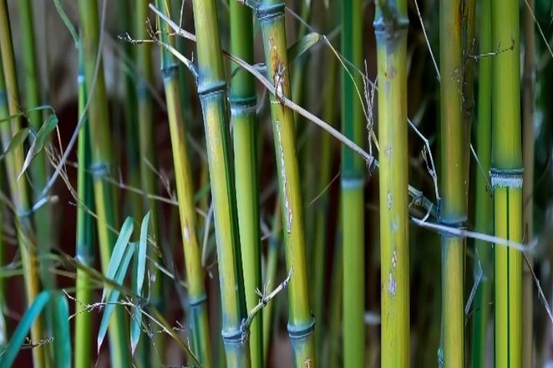 生物质颗；；；；；；鷂木屑颗；；；；；；鷂秸秆颗；；；；；； - pp电子